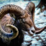 Illustrazione degli animali preferiti associati ai vari segni zodiacali.