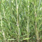 Rosmarino con foglie ingiallite, sintomo di carenza di ferro in primavera.