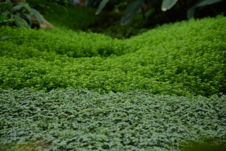 Piante tappezzanti: ecco le migliori per coprire il terreno senza manutenzione