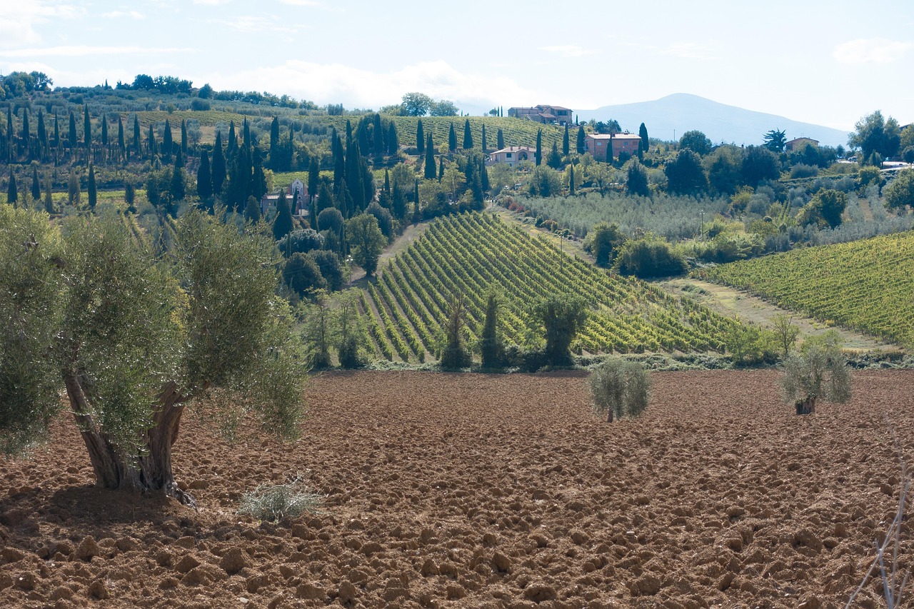 Vista panoramica delle colline di Montalcino con vigneti di Brunello al tramonto.